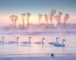 「早鸟特价548」元旦2日｜【朝阳天鹅湾】行摄朝阳天鹅雪舞飞扬の天鹅湖的夕阳和日出-畅游锦州奉国寺-辽西九华山