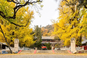 青青休闲｜10.24/10.25 潭柘寺 赏千年古银杏-佛塔林立-古树参天-北宫国家森林公园赏秋