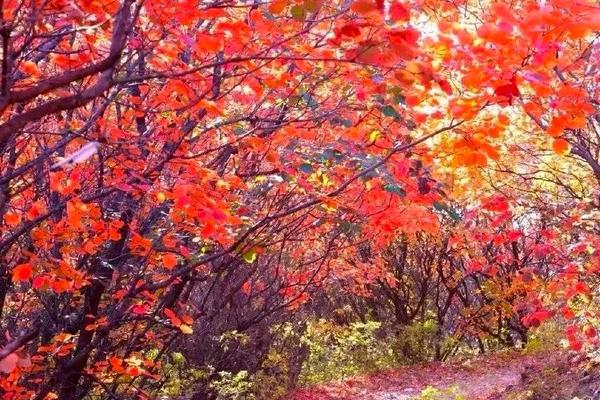 特惠80 | 青青徒步 11.9 /11.10【初级】舞彩浅山10Km穿越 秋叶舞翩翩