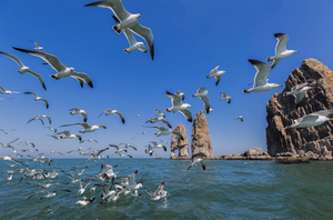 蓬莱仙境【中秋】含海鲜餐 | 9.24晚-9.27 一起漂洋过海去长岛，寻海市蜃楼