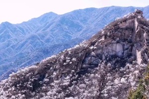 青青徒步丨3.28 /3.29【初级】凤凰岭-白虎涧10Km景观徒步（山桃花怒放）