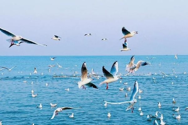 “鸥”遇季∣ 1.11 赴天津邂逅西伯利亚归来的海鸥+滨海图书馆网红打卡