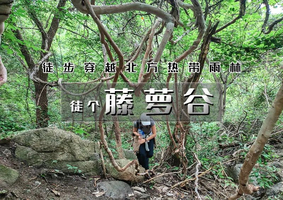 周末1日｜徒个•藤萝谷｜“猕猴桃熟了”の北方『热带雨林』冷水峪-河防口-九谷口 8公里经典穿越