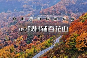 1日｜徒个•秋林铺百花山｜森林徒步系列の茂密白桦林一幅油彩画-秋林铺-百草畔-百花山12公里穿越