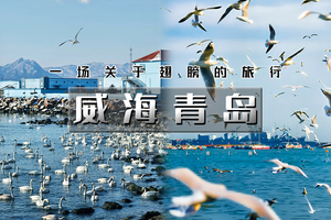 元旦3天｜逍遥游•威海青岛｜网红威海一半浪漫一半山海-与天鹅共舞の浪漫青岛-栈桥海鸥飞翔