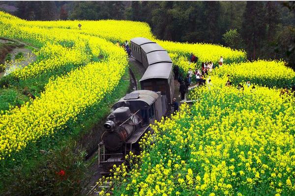 【野蘑菇】踏青特别活动● 赏油菜花 ●穿越时光隧道的小火车● 不一样的嘉阳春天