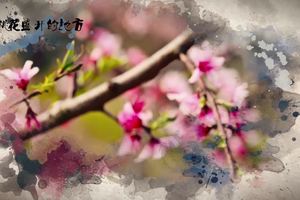 2017“建行杯”中国·奉化海峡两岸桃花马拉松(宣传片)