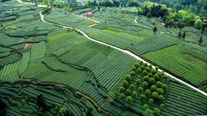 【大地指纹-1天】冬去春来、蒙顶飘香，打卡名山千里江山图，环穿大地指纹！
