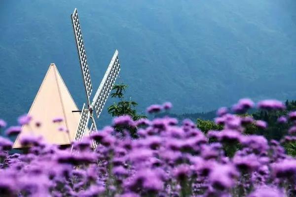 【摄影·乡村·D类】7月11日周四，凫香山，送你一片紫色花海！
