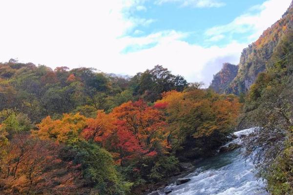 【卧龙山彩林·1天】10月19日周六，汶川卧龙已经层林尽染姹紫嫣红，相约一起看彩林~