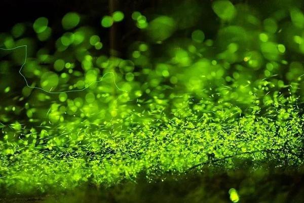 「周六-萤火之梦 •南宝山」8月12日，一起去踩水、探秘溶洞、寻找黑夜精灵！