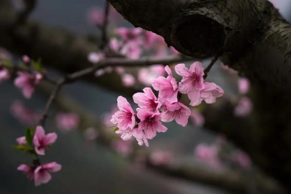【丹棱·幸福古村】3.3周三，走进春花撒满的古村落-幸福古村。
