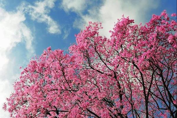 【吴家后山辛夷花-1天】3.26周日，吴家后山辛夷花绽放啦！