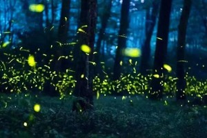 【青神萤火虫-1天】走进青神萤火秘境，追寻童年快乐。
