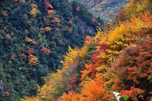 【卧龙彩林|卓西牧场-1天】10.31周四，漫步高山牧场，见牛羊，赏彩林。