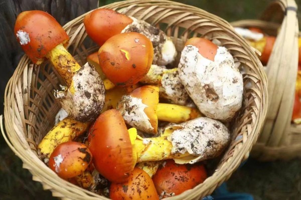 【中秋|俄里露营摘野菌】野菌采摘、静卧花海，赏云海盛景，篝火晚会、民族风旅拍，野外轻奢露营。