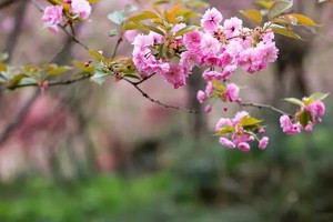 【三郎樱花山-1天】“山深未必得春迟，处处山樱压枝低”，三郎樱花、我们如约而来！