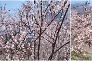 暖冬，青梅花，早早的都开了， ​今天实地查看拍摄，本周活动增加雁鹅村青梅花徒步摄影线路。