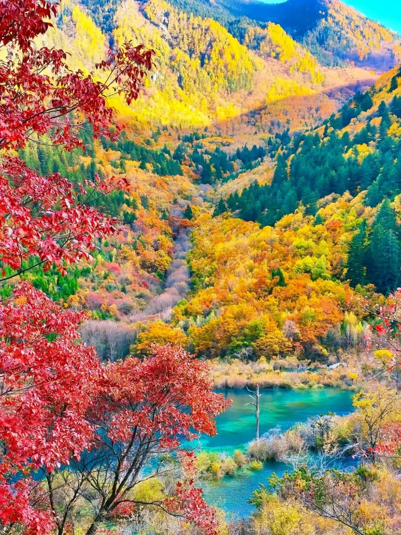 1791433733307891.jpg 799977607a3a1311933e5391ca313e4e.jpg