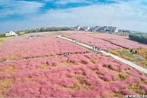 2018年9月16日 梦幻金卉庄园 粉色薰衣草  金色向日葵 缤纷花海特价一日游