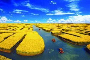 2019年3月28-31日 烟花江南 扬州古城水乡 兴化千岛菜花 南京秦淮河中山陵 泰州老街 特惠850元阳春4日游