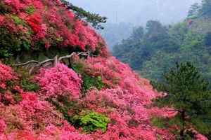 2026年3月29日 木兰云雾山 看杜鹃盛放 赏漫山花海  登山穿越赏花1日游（户外穿越版）