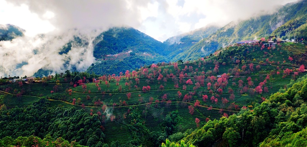 红肥绿瘦 花正当时 12月云南赏花 大理南涧无量山樱花