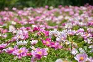 【梵路定制||中江芍药花】1日游   一声杜宇芳菲晚，只有荼靡芍药花！
