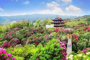 【梵路定制||百里杜鹃】3日游 毕节百里杜鹃|织金洞，旅拍摄影，留下花海中的记忆！