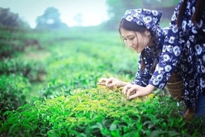【梵路定制||蒙顶山采茶赏花】1日游  扬子江中水 蒙山顶上茶（含门票）！