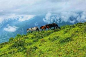 【梵路定制||云中牧场】1日游 行走高山草甸 坐看浮云翻腾 ！