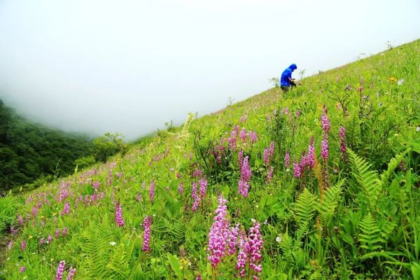 7.30【周日||卧龙青岗包】1日游 卧龙青岗包花海穿行 顶端遥望大雪塘 ！