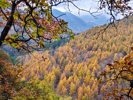 金秋彩林|管涔山天树卯高路徒步10.24