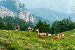 初级+·周六降雨改周日 | 荷叶坪环线