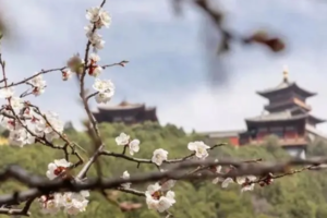 会员福利｜太山免费春游计划