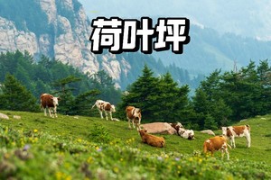 初级+·周日 | 荷叶坪环线