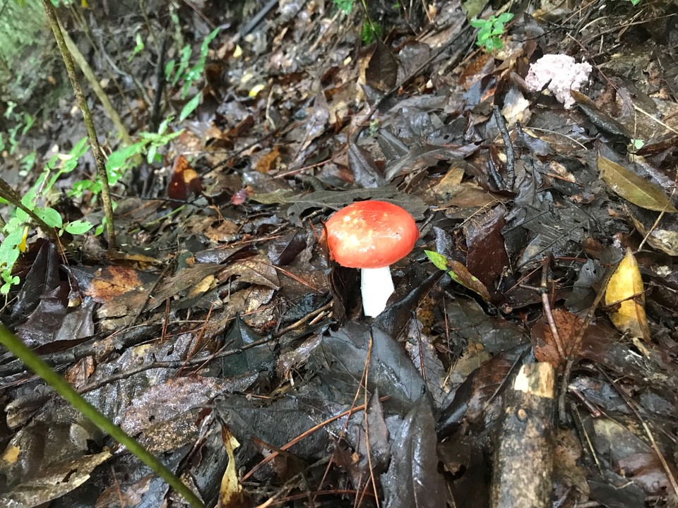 4CE00F7F-B4CC-44DD-9831-62C55CC78CF7