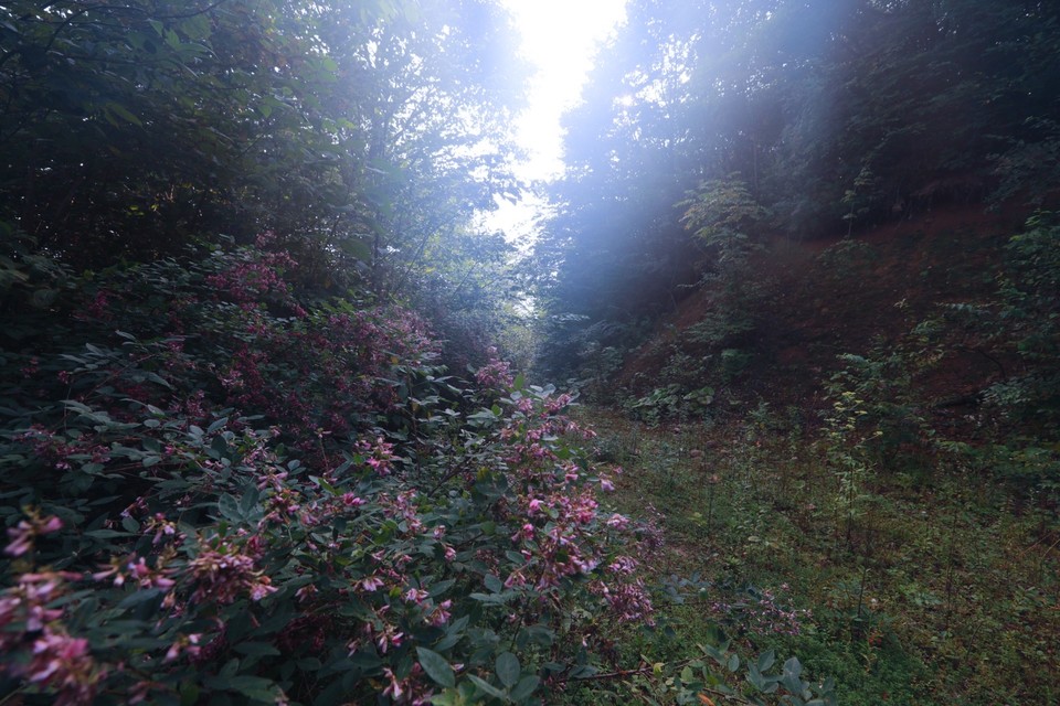 C777ED42-09B3-4B32-9B79-70B0F946F302