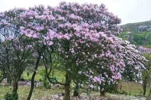 【八排山赏杜鹃花1天】周四、六、日、节假日｜广东醉美原生态大草原，赏青青高山草原，看山顶阿牛哥