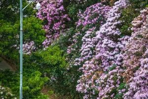 【深圳梧桐山】周六、日 | 特价98元，珠江新城+龙溪集合，登深圳梧桐山 打卡鹏城第一峰 观赏烂漫杜鹃花