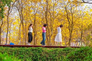 【亲子1天】4月4日 佛山｜登广东四大名山西樵山~~踏春赏花海+广东千古情沉浸式体验大型实景演艺