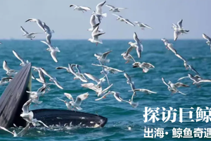 春假之旅【巨鲸花园】别让期待落空！赶紧预约专属北海涠洲岛观鲸，赴一场心灵之约！