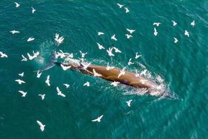 【涠洲岛3天2晚】《中国国家地理》力荐！涠洲岛观鲸之旅，解锁中国最美海岛的鲸奇秘境