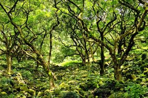 大型活动【广东徒盟第二站】4月18日 | 增城二龙山油桐花节+古榄园18公里徒步