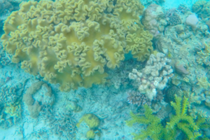 【双月湾深度游2天】每周六、4.04-05、4.05-06｜入住一线海景房、体验小星山浮潜、沙滩烧烤、潮玩浆板、帆船出海