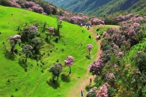 特惠298【阳春鸡笼顶】每周三、五、六晚&五一每天出发：徒步阳春鸡笼顶，打卡美粤西最美高山大草原，赏数千亩高山杜鹃花1天