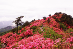 【阳明山杜鹃花3天】5.01-03，5.02-04 | 杜鹃花开，月岩、上甘棠、黄姚古镇、零陵古城