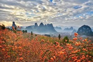 【恭城月柿】周三、六出发 | 仅298，柿子红了，一起行摄恭城红岩村、黄姚古镇，感受广西的秋色！