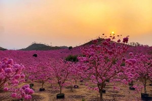 【紫花风铃】周三、四、六、日、节假日每天发 | 仅78， 江门千亩紫花风铃盛开+千亩葵树林+网红彩虹村+美味农家菜