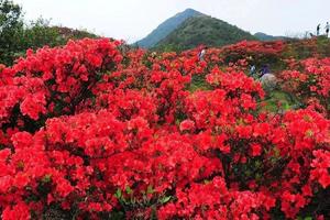 【清远望军山赏杜鹃1天】周六、日｜特价88，又见满山映山红·登望军山赏百亩杜鹃花海、云海，赏心悦目